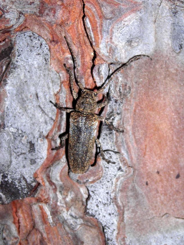 Cerambice sardo:  Niphona picticornis